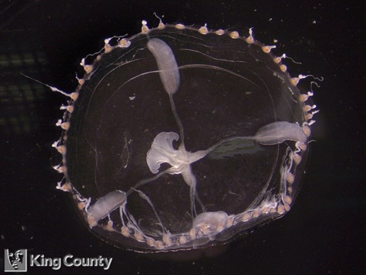 Photo of Phialella